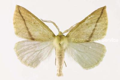 큰빗줄가지나방(Descoreba simplex Butler, 1878)