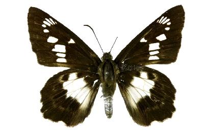 대왕팔랑나비(Satarupa nymphalis (Speyer, 1879))