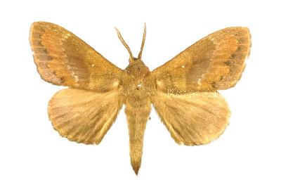 솔나방(Dendrolimus spectabilis (Butler, 1877))