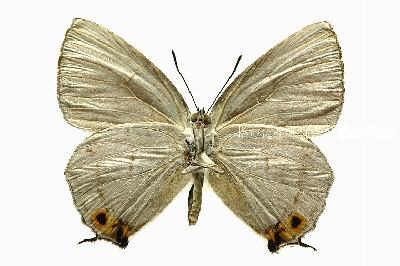 남방녹색부전나비(Chrysozephyrus ataxus (Westwood, 1851))