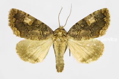 버짐나방(Anacronicta caliginea (Butler, 1881))