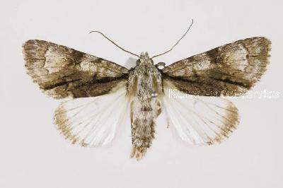 물참나무저녁나방(Acronicta alni (Linnaeus, 1767))