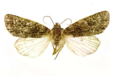 검은저녁나방(Acronicta carbonaria (Graeser, 1889 [1890]))