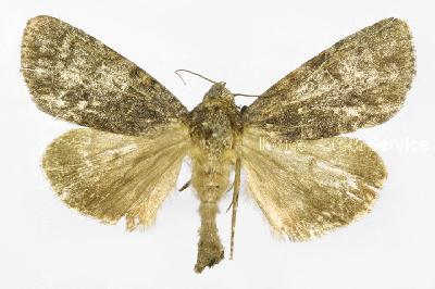 배저녁나방(Acronicta rumicis (Linnaeus, 1758))