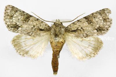 흰배저녁나방(Acronicta pulverosa (Hampson, 1909))