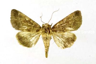 세모무늬밤나방(Pyrrhia bifasciata (Staudinger, 1888))