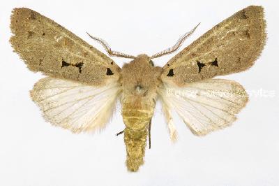 한일무늬밤나방(Orthosia carnipennis (Butler, 1878))