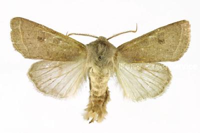 뒷보라밤나방(Orthosia ella (Butler, 1878))