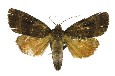 피라밑까마귀밤나방(Amphipyra pyramidea (Linnaeus, 1758))