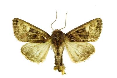 구리밤나방(Euplexia lucipara (Linnaeus, 1758))