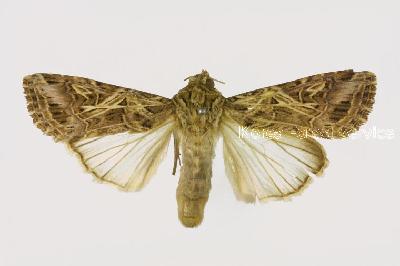 담배거세미나방(Spodoptera litura (Fabricius, 1775))