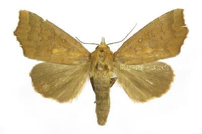 왕붉은잎큰나방(Rusicada privata (Walker, 1865))