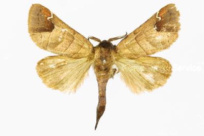 끝갈색재주나방(Clostera albosigma curtuloides Erschoff, 1870)