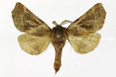 팔자머리재주나방(Gonoclostera timoniorum (Bremer, 1861))