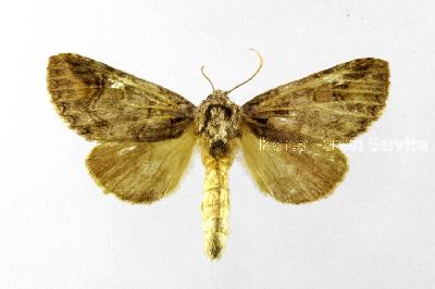 고려재주나방(Neodrymonia coreana Matsumura, 1922)