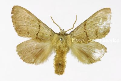 덤불재주나방(Phalerodonta bombycina (Oberthür, 1880))