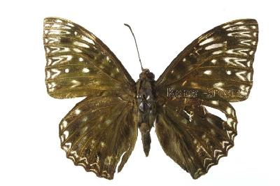 Dichorragia nesimachus (Doyre, 1840)