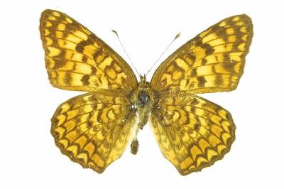 암암어리표범나비(Melitaea scotosia Butler, 1878)