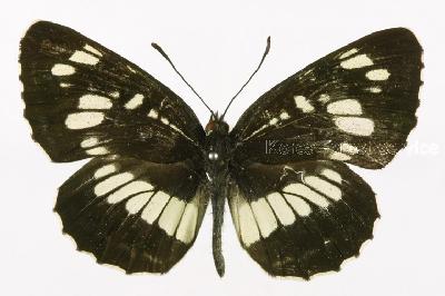 두줄나비(Neptis rivularis (Scopoli, 1763))