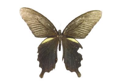 남방제비나비(Papilio protenor Cramer, 1775)