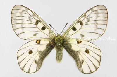 붉은점모시나비(Parnassius bremeri Bremer, 1864)