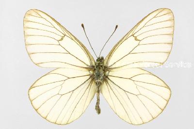 상제나비(Aporia crataegi (Linnaeus, 1758))