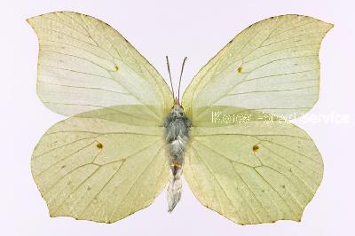 Gonepteryx aspasia Ménétriès, 1859