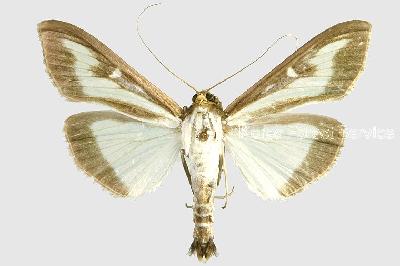 회양목명나방(Cydalima perspectalis (Walker, 1859))