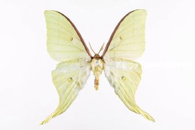 긴꼬리산누에나방(Actias artemis (Bremer & grey, 1853))