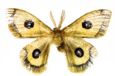 네눈박이산누에나방(Aglia tau (Linnaeus, 1758))