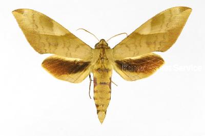 콩박각시(Clanis bilineata bilineata (Walker, 1886))