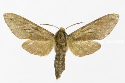 솔박각시(Sphinx pinastri Linnaeus, 1758)