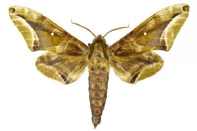 닥나무박각시(Parum colligata (Walker, 1856))