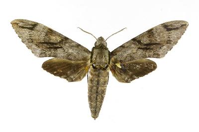 큰쥐박각시(Psilogramma increta (Walker, 1864))