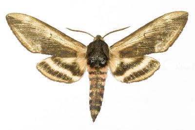 줄홍색박각시(Sphinx ligustri Linnaeus, 1758)