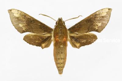 우단박각시(Rhagastis mongoliana (Butler, 1875))