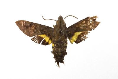 털보꼬리박각시(Sphecodima caudata (Bremer & Grey, 1852))