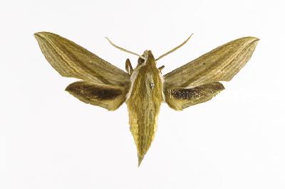 세줄박각시(Theretra oldenlandiae (Fabricius, 1775))