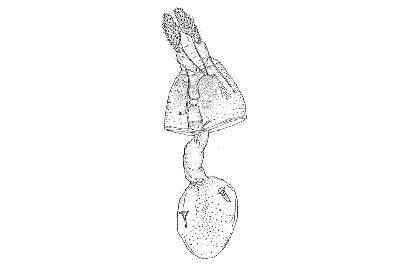 잣애기잎말이나방(Epinotia rubiginosana (Herrich-Schäffer, 1851))