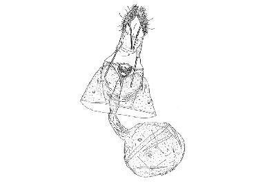 솔애기잎말이나방(Retinia cristata (Walsingham, 1900))