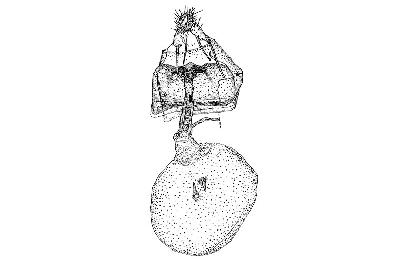 사과속애기잎말이나방(Spilonota albicana (Motschulsky, 1866))