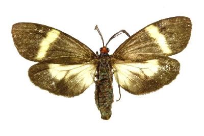 뒤흰띠알락나방(Neochalcosia remota (Walker, 1854))