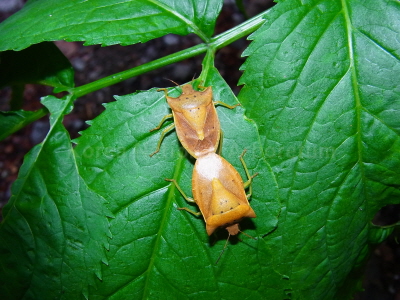 열점박이노린재(Lelia decempunctata (Motschulsky, 1860))