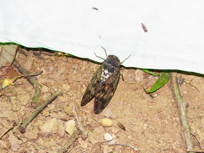 유지매미(Graptopsaltria nigrofuscata Motschulsky, 1866)