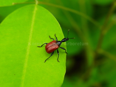 개암거위벌레(Apoderus coryli (Linnaeus, 1758))