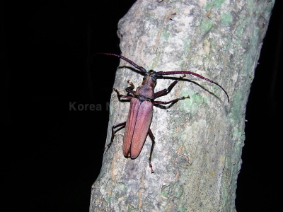 버들하늘소(Aegosoma sinicum sinicum White, 1853)