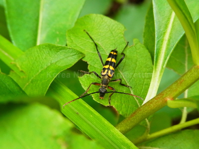 긴알락꽃하늘소(Leptura (Leptura) annularis Fabricius, 1801)