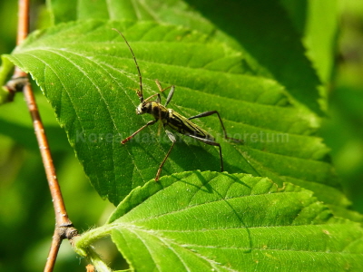 측범하늘소(Rhabdoclytus acutivittis acutivittis (Kraatz, 1879))