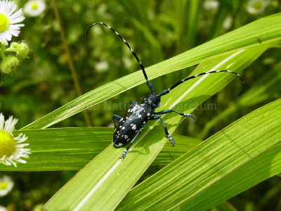 알락하늘소(Anoplophora chinensis (Forster, 1771))