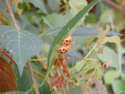 열점박이별잎벌레(Oides decempunctatus (Billberg, 1808))